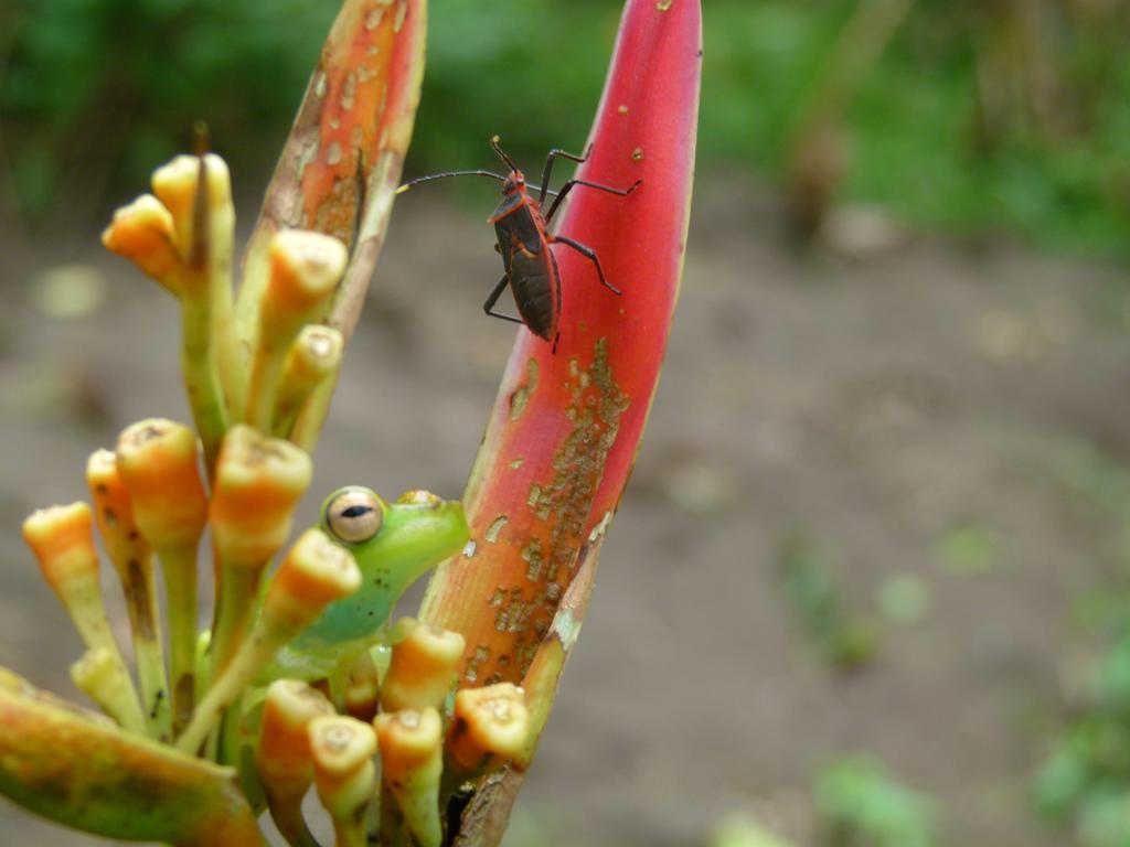 Aracari Garden Hostel Tortuguero Luaran gambar